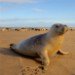 Seal 151109_2